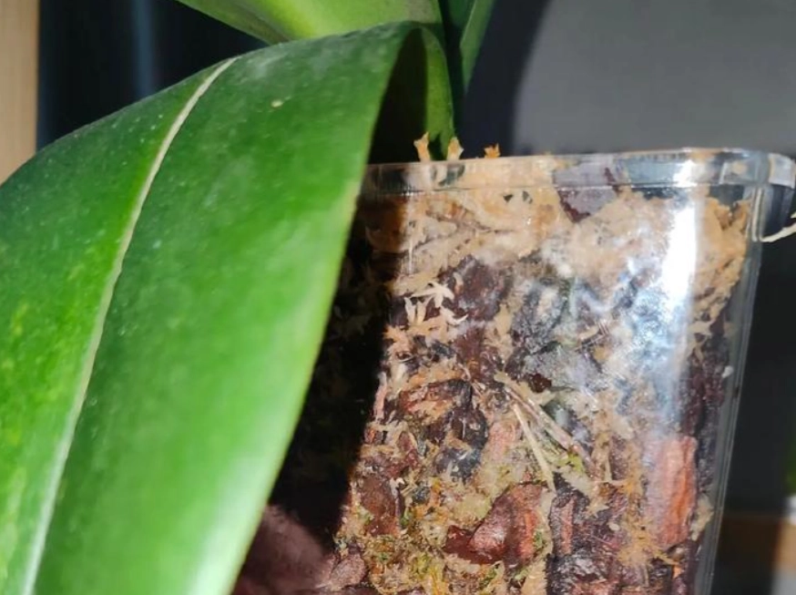 蝴蝶蘭換盆後施肥