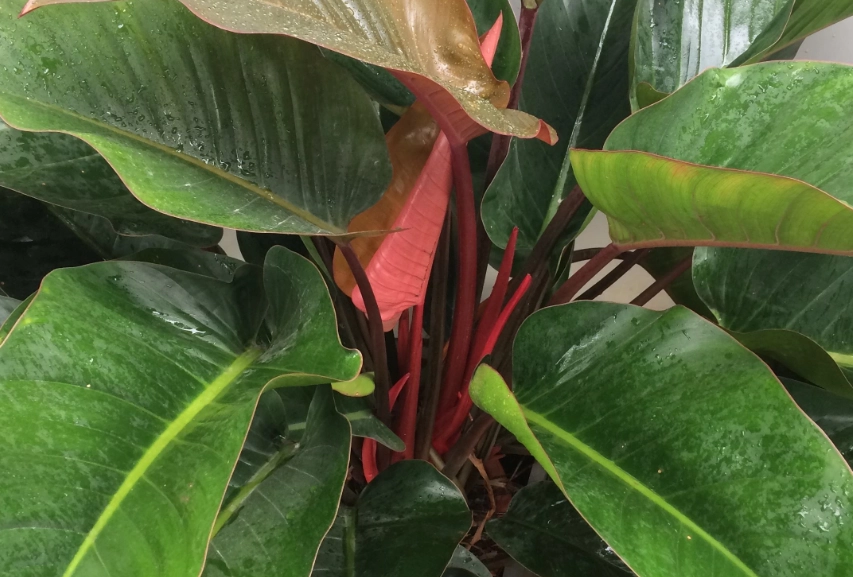 綠巨人植物價格 綠巨人植物價格