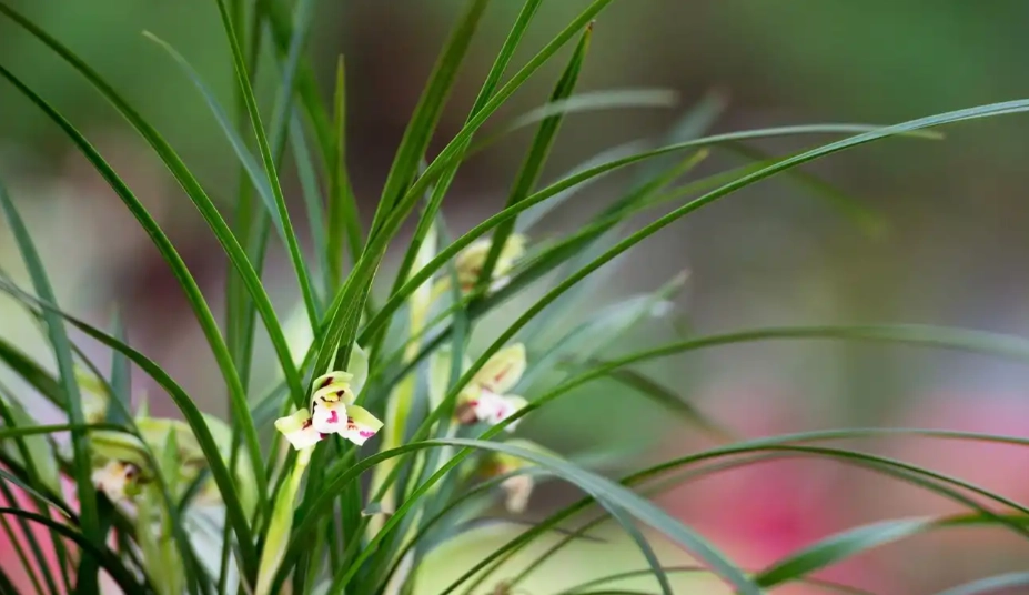 貓咪有毒植物 貓咪有毒植物