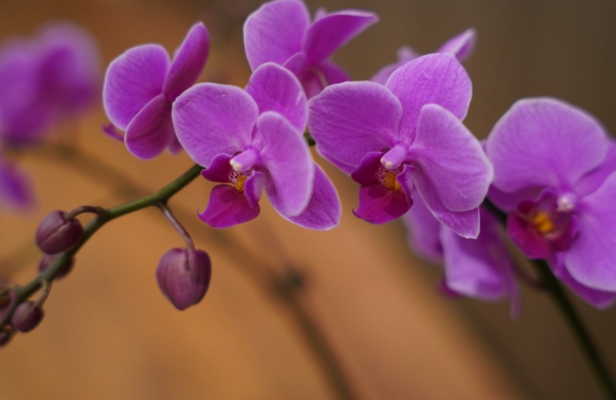 蘭花貓中毒症狀 蘭花貓中毒症狀