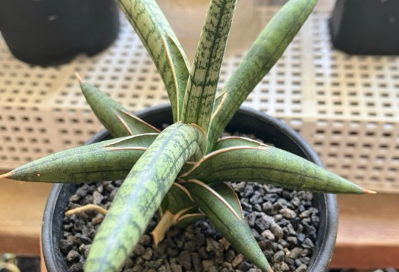 虎尾蘭土怎麼配