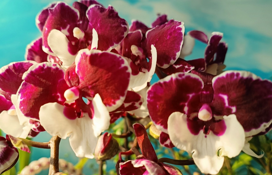 蝴蝶蘭花後照顧