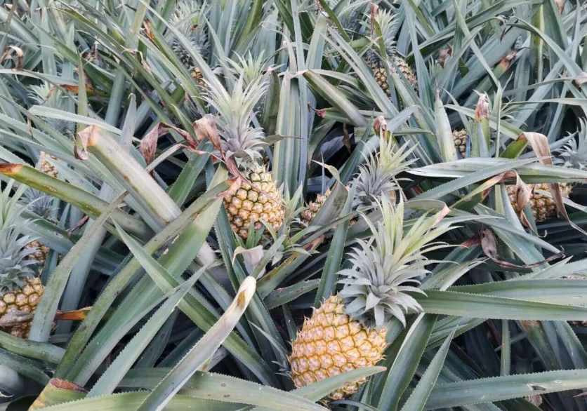 菠蘿生長過程