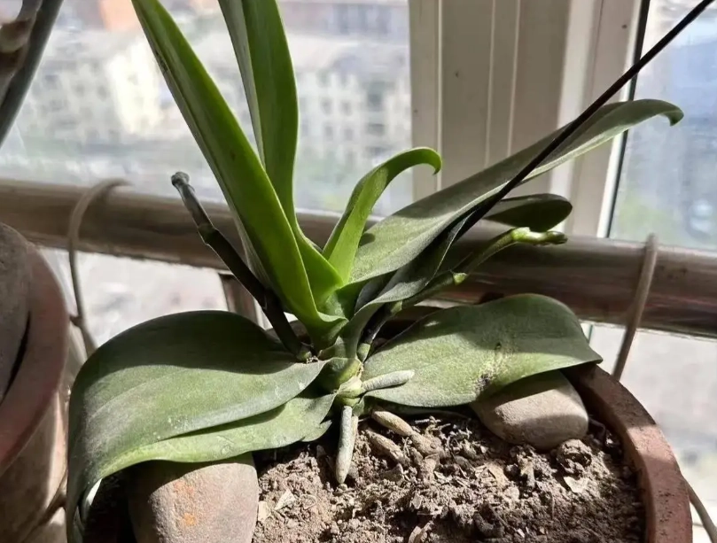 氣根顏色判斷 氣根顏色判斷