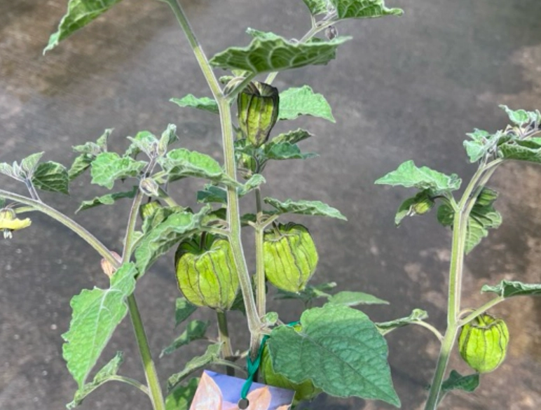 燈籠果栽培技巧 燈籠果栽培技巧