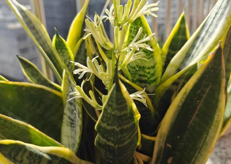 虎尾蘭開花方法