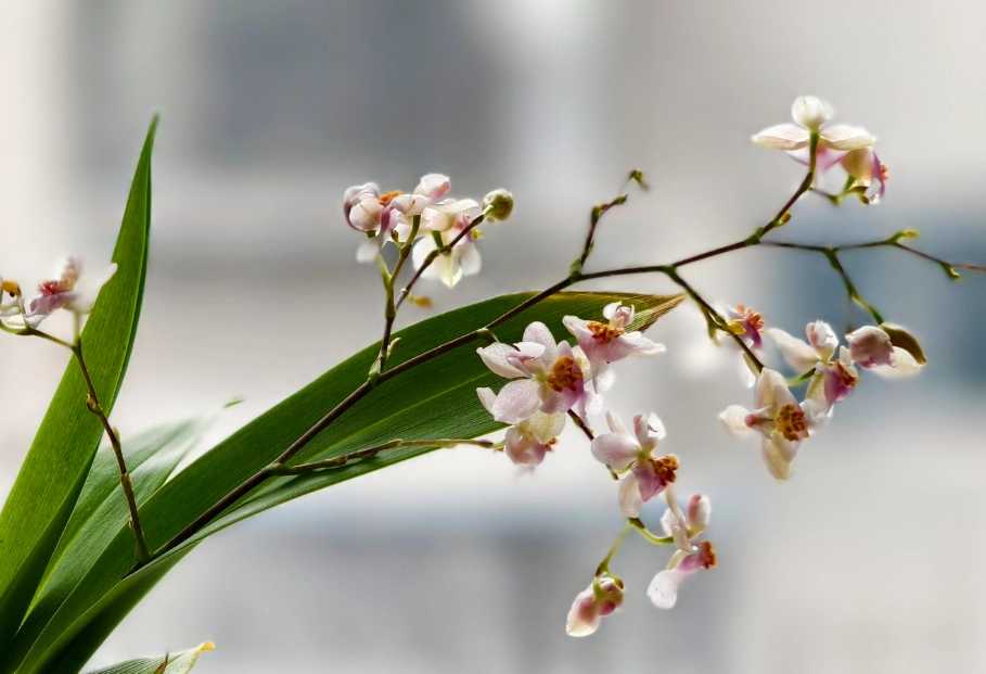 貓咪有毒植物 貓咪有毒植物