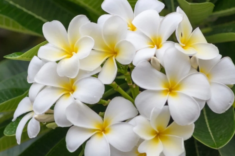 雞蛋花貓特征 雞蛋花貓特征