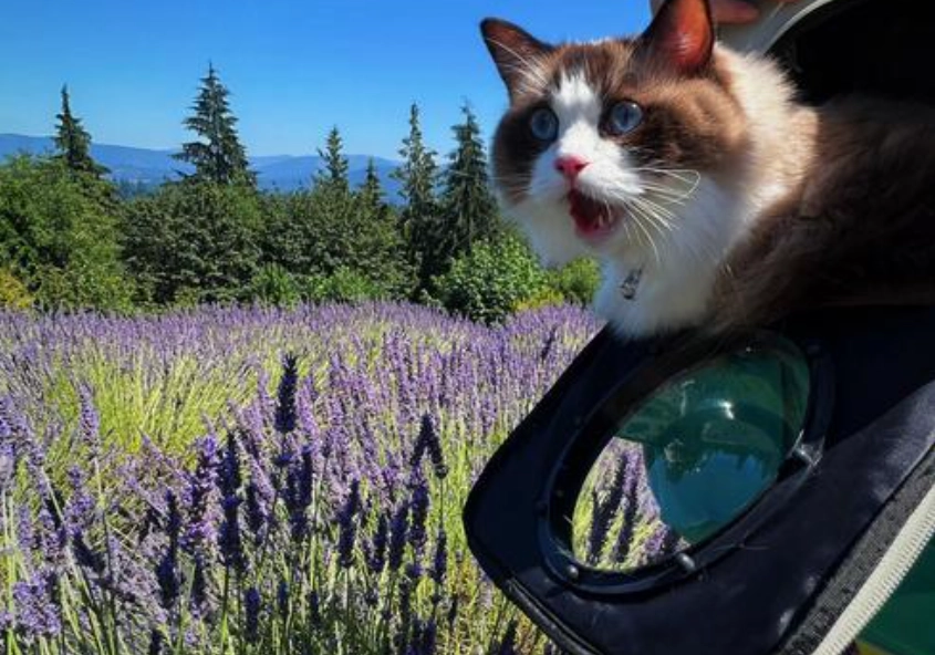 貓咪薰衣草安全