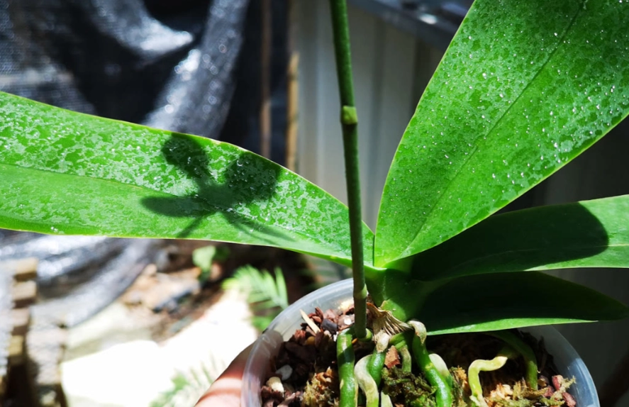 蝴蝶蘭淋雨處理