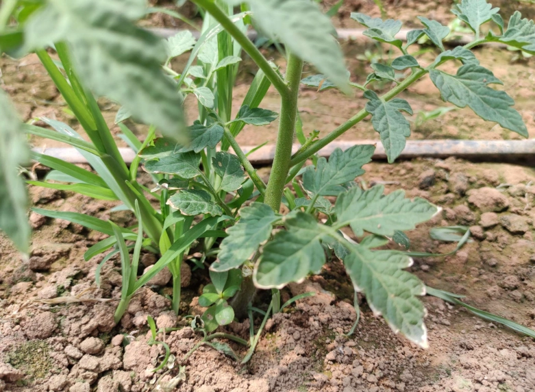 蕃茄疏葉方法 蕃茄疏葉方法