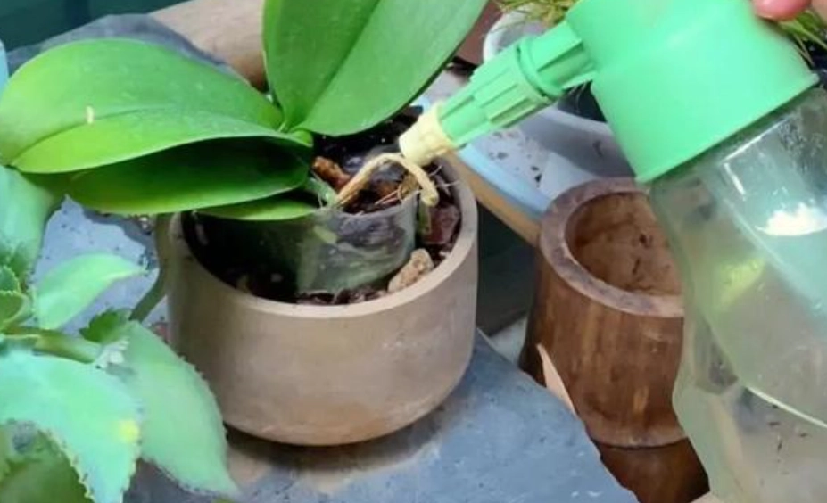 蝴蝶兰浇水注意事项 蝴蝶兰浇水注意事项