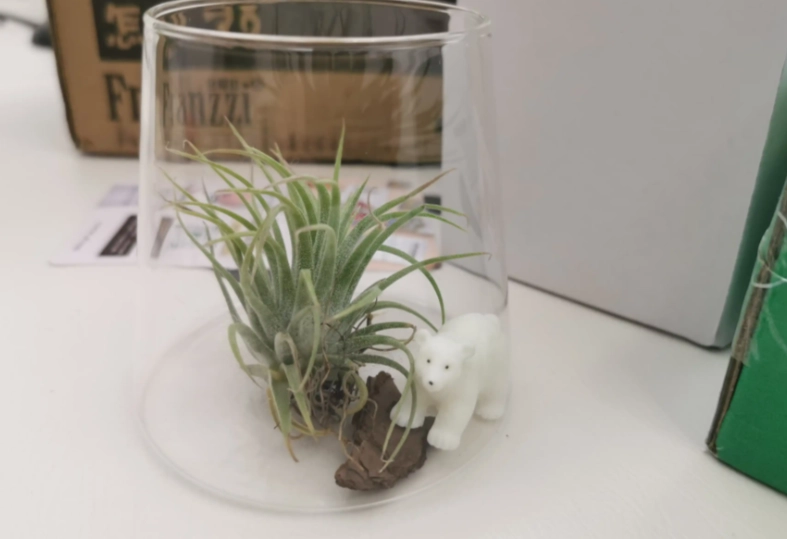 辦公室植物推薦 辦公室植物推薦