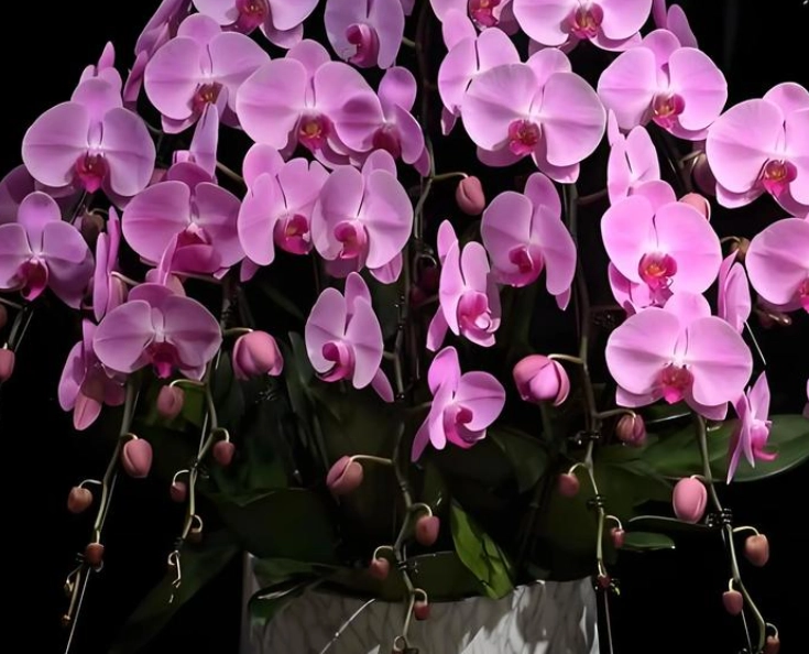 蝴蝶蘭品種介紹