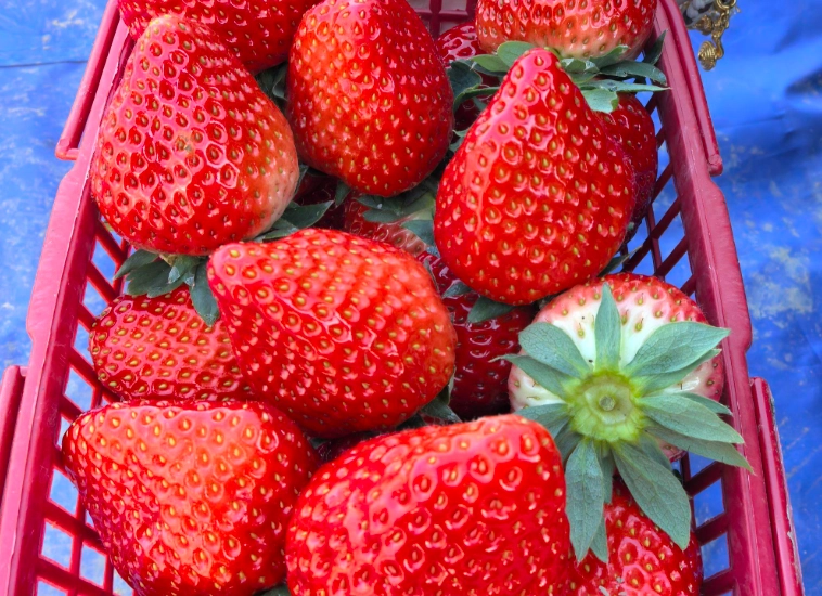 台北採草莓