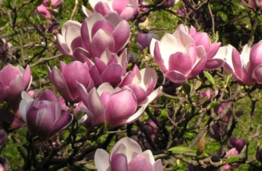 玉蘭花開花時間 玉蘭花開花時間