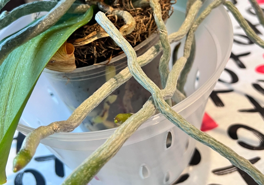 蘭花換盆最佳時機