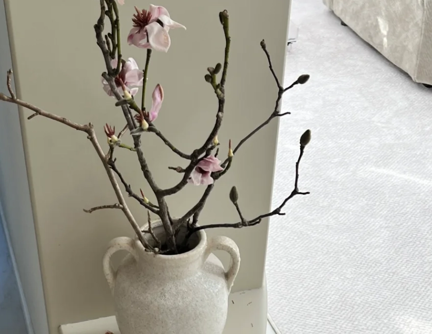 玉蘭花盆栽常見問題 玉蘭花盆栽常見問題