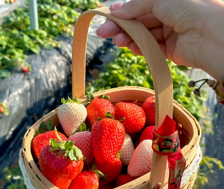 大湖草莓園價格 大湖草莓園價格