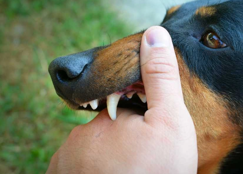 夢境心理學 台灣 夢境心理學 台灣