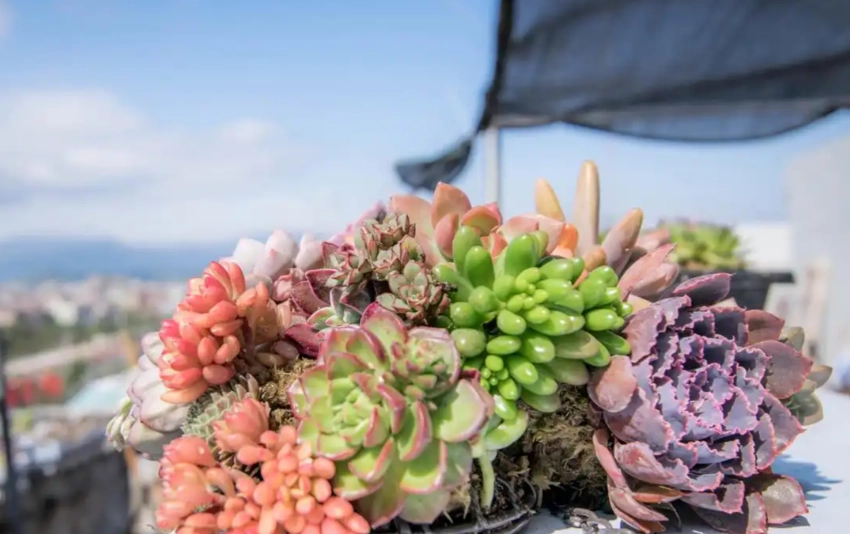 多肉植物優點 多肉植物優點