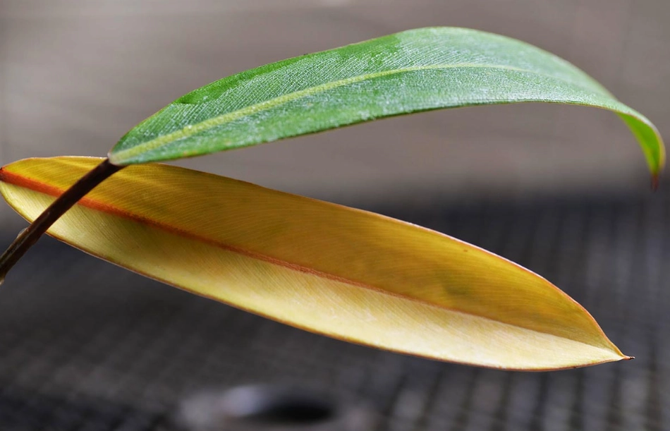 葉片變黃解決方法