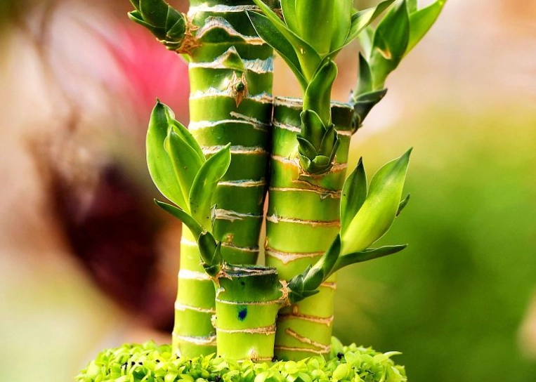 富貴竹照顧方法