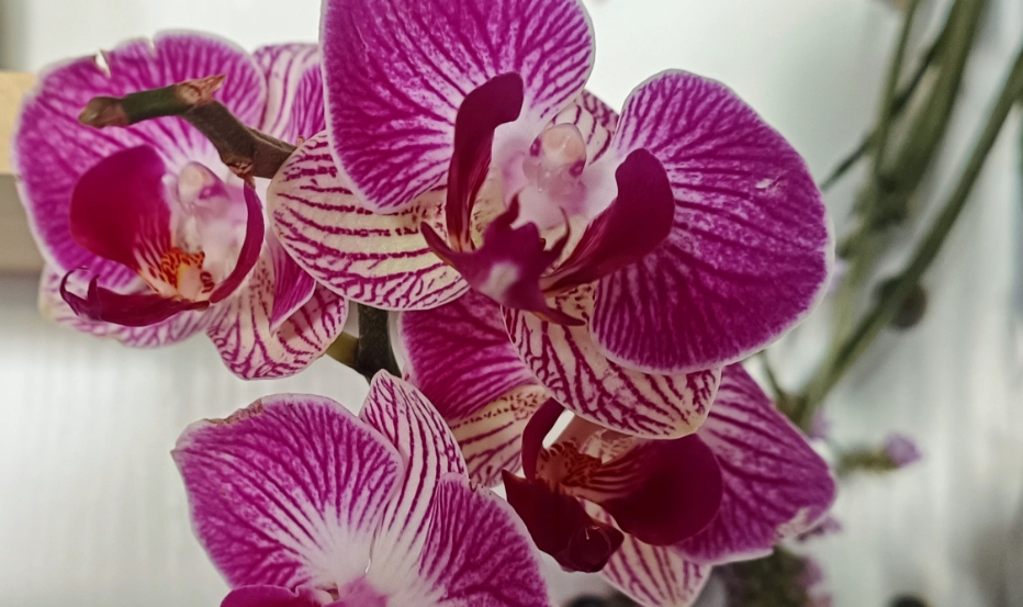 蝴蝶蘭花後照顧