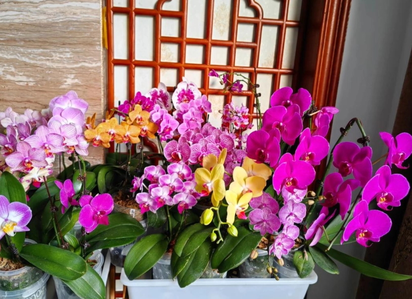 蝴蝶兰养护技巧