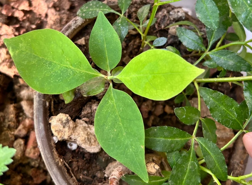 玉蘭花種子如何發芽 玉蘭花種子如何發芽