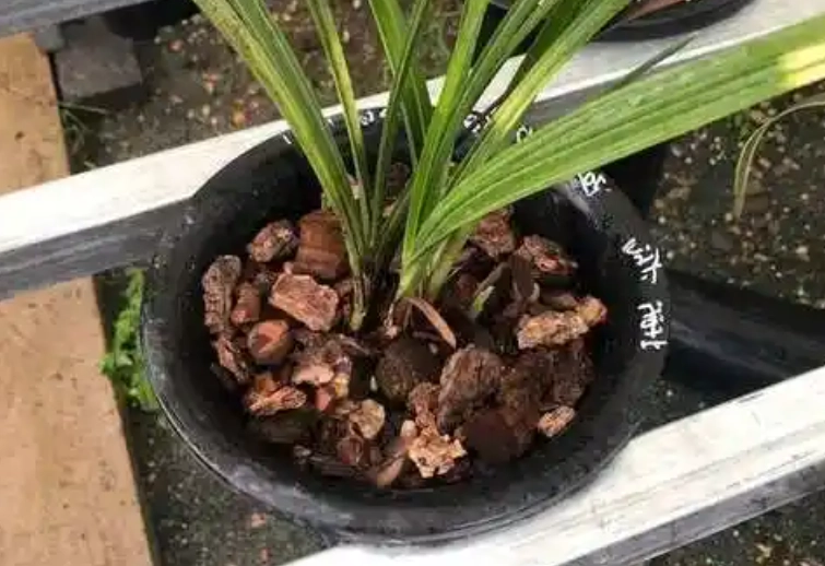 蘭花栽培介質 蘭花栽培介質