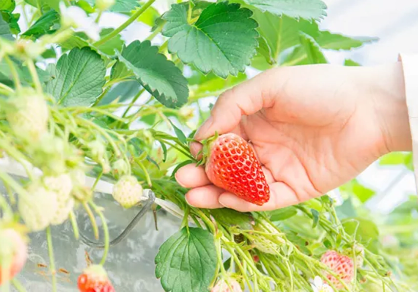 草莓園親子遊