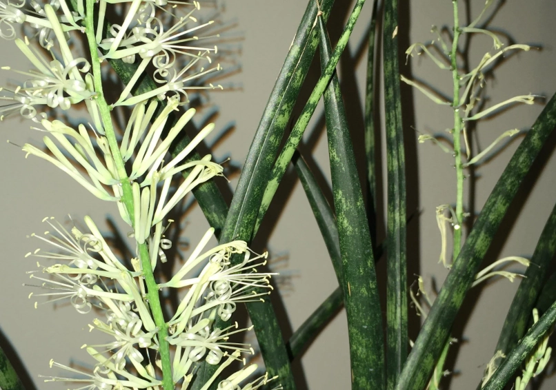 虎尾蘭開花條件