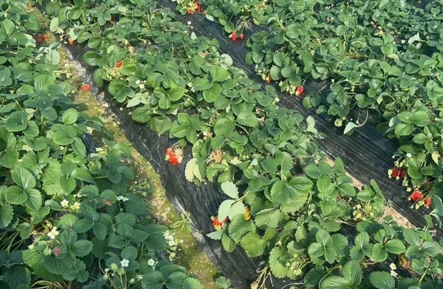 新竹採草莓 新竹採草莓
