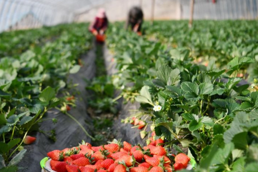 內灣採草莓 推薦