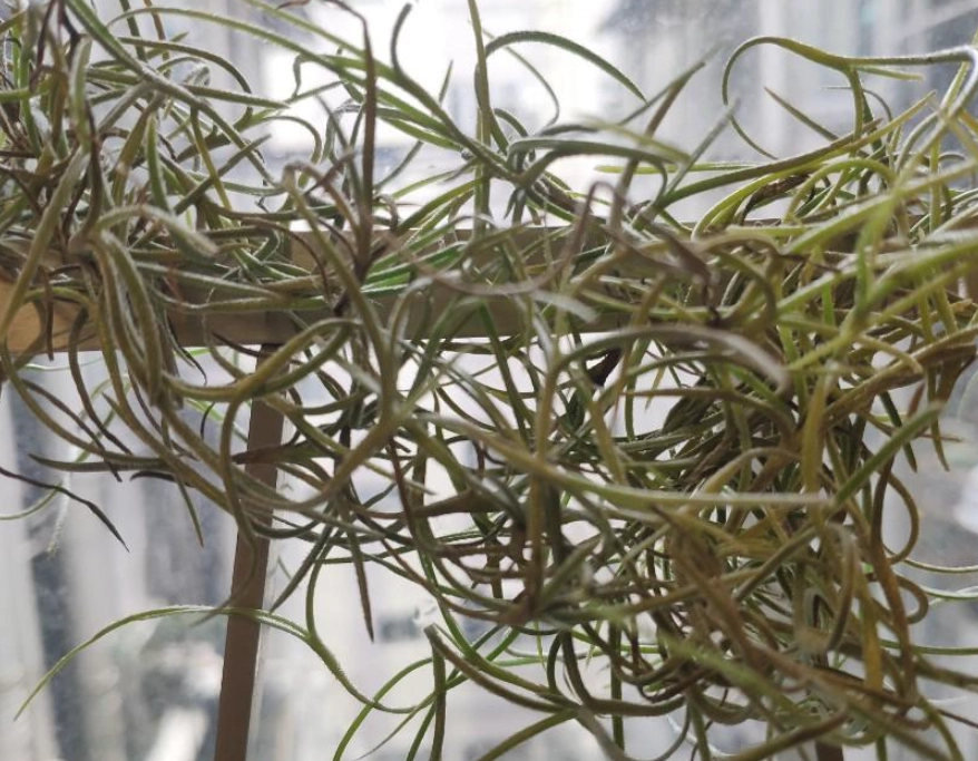 松蘿鳳梨復活 松蘿鳳梨復活