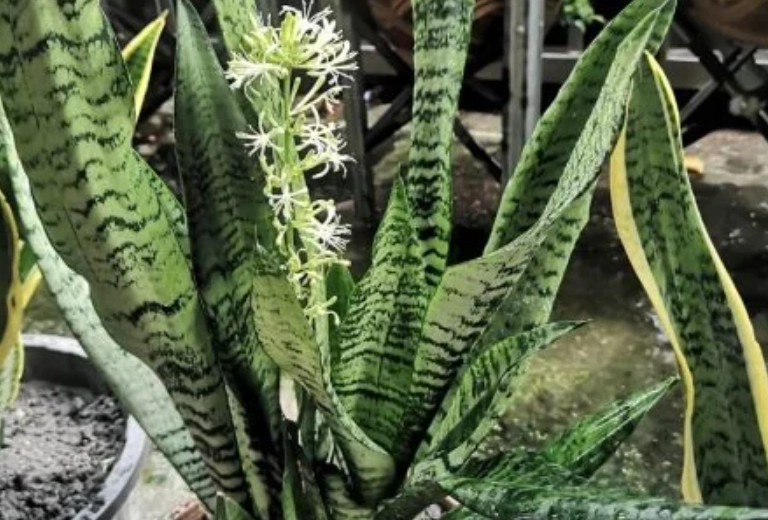 虎尾蘭開花照顧 虎尾蘭開花照顧