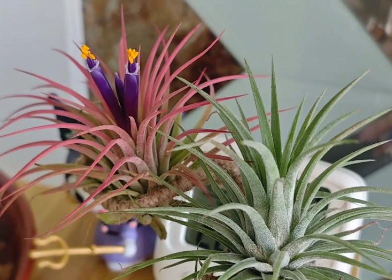 空氣鳳梨開花條件