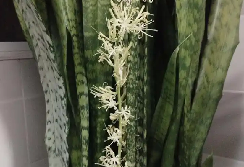 虎尾蘭開花照顧