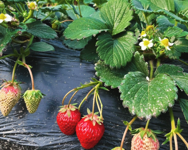 大湖草莓季 大湖草莓季