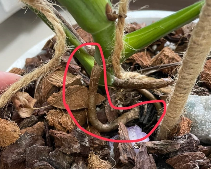 龜背芋 氣根 斷掉 處理