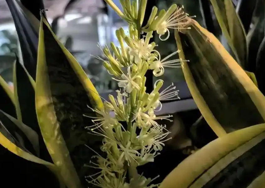 虎尾蘭開花徵兆