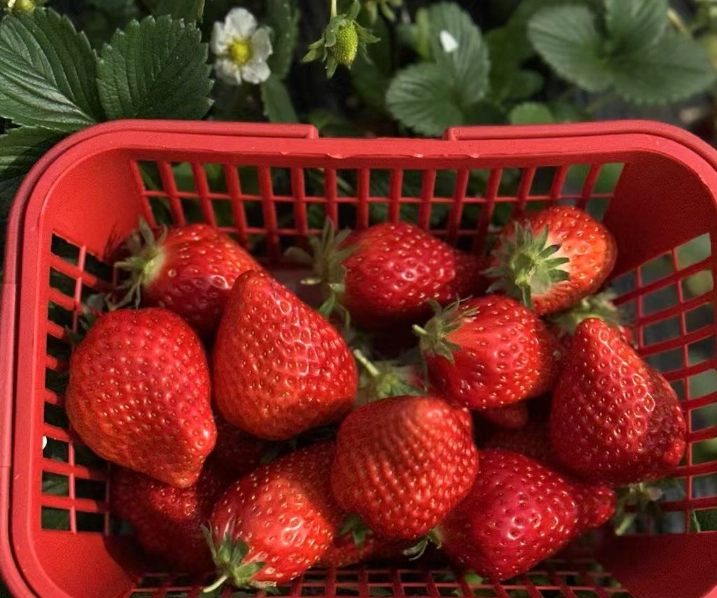 採草莓注意事項 採草莓注意事項