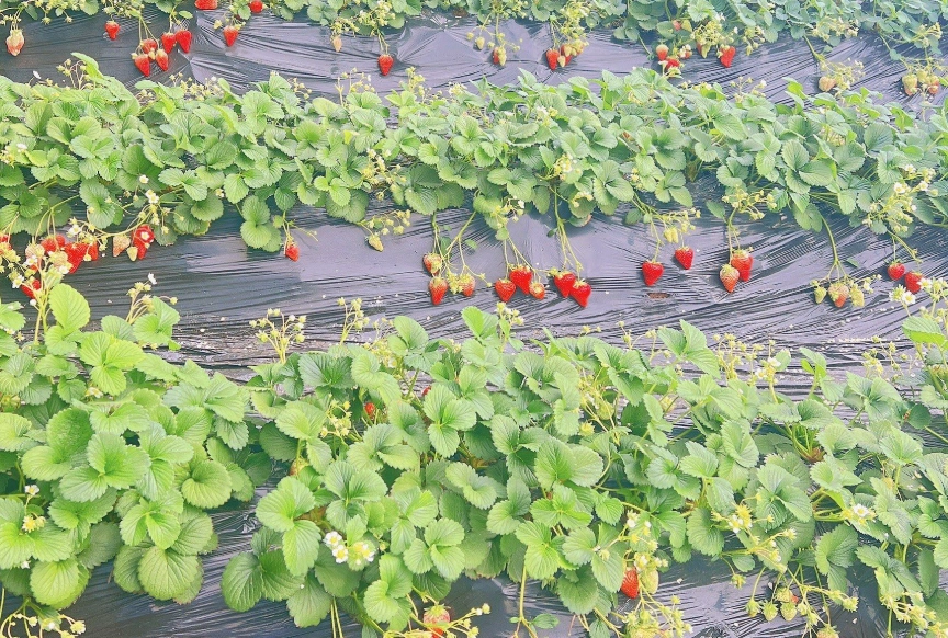 大湖草莓季 大湖草莓季