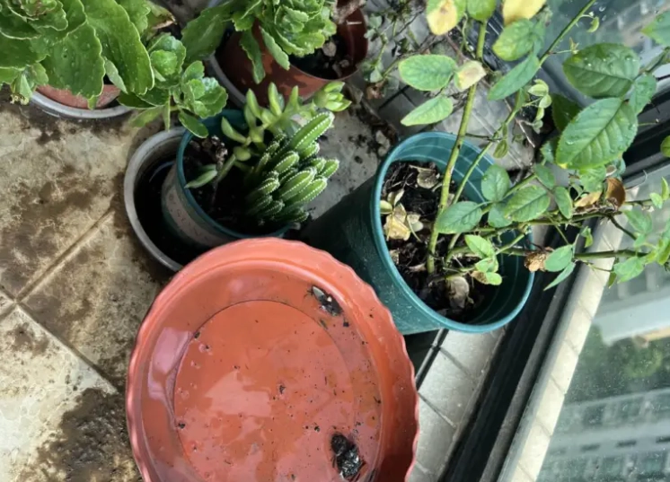 植物爛根 植物爛根