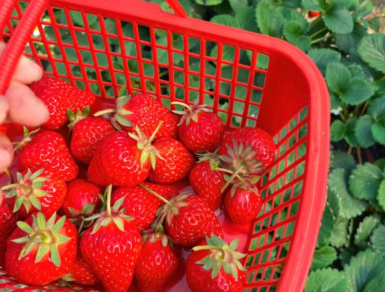 大湖草莓園 大湖草莓園