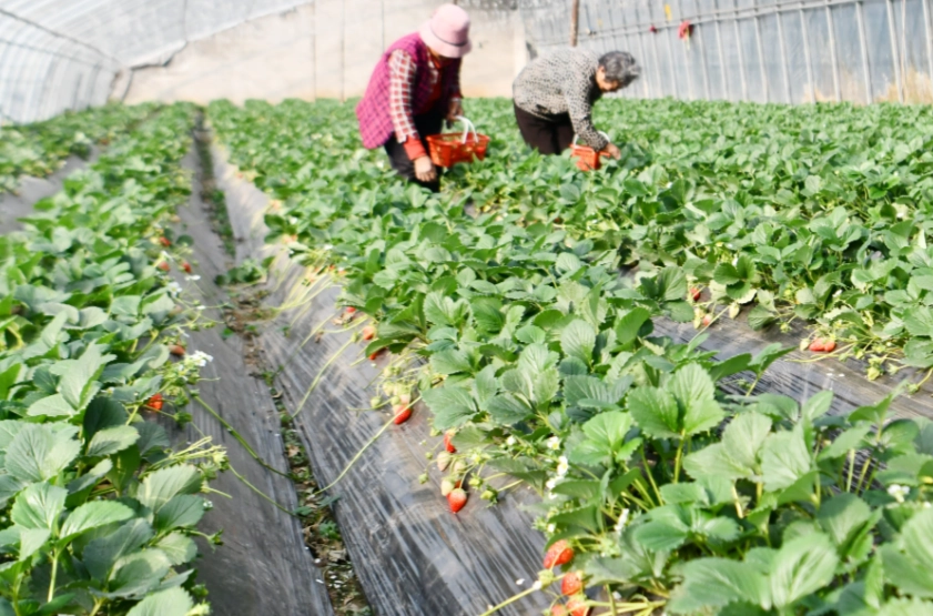 內灣採草莓 交通