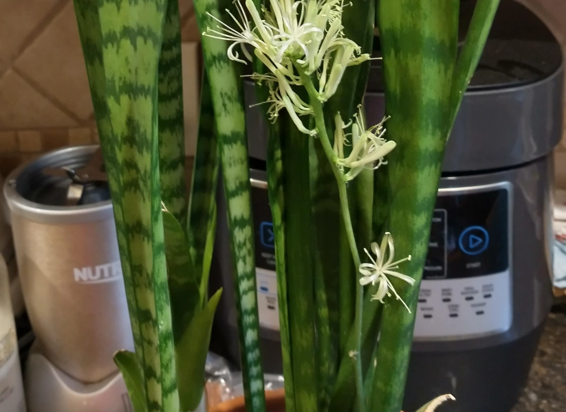 虎尾蘭開花條件