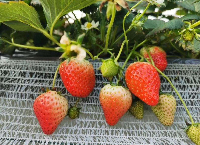 草莓園 採果 草莓園 採果