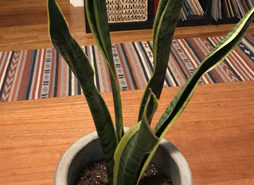 虎尾蘭葉子下垂 虎尾蘭葉子下垂